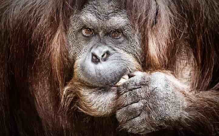 Orangutanlar Nasıl İletişim Kuruyor, Orangutan Lisanı