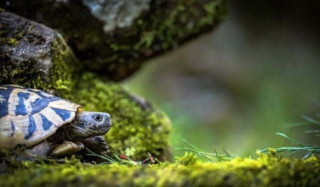 Kaplumbağaların Kabukları Nasıl Oluştu?