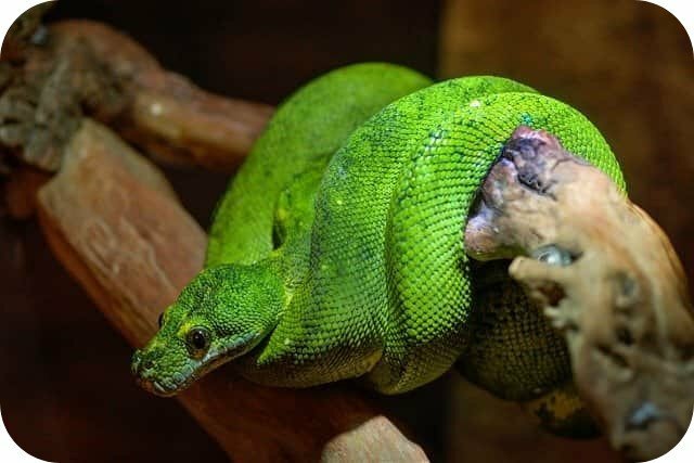 En Zehirli Yılanlardan Biri: Boomslang Yılanı