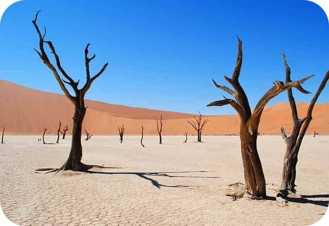 Çöllere Ağaç Dikerek Küresel Isınmayı Önleyebilir miyiz?