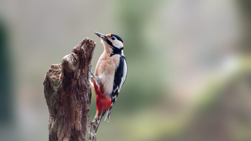 Ağaçkakanlar Neden Ağaç Gövdesini Gagalar?