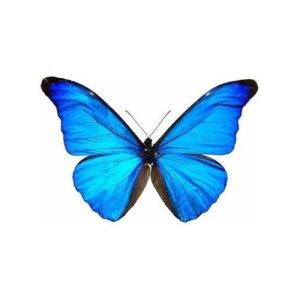 Rhetenor Blue Morpho, Mavi Morfo Kelebeği