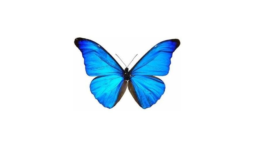Rhetenor Blue Morpho, Mavi Morfo Kelebeği