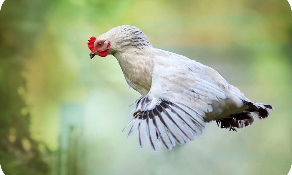 Tavuklar Neden Uçamaz?